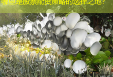 哪里是股票配资策略的选择之地?-配资炒股网